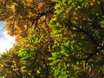 SX32099 Coloured leaves in Bute park.jpg
